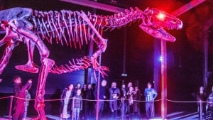 I sidste måned åbnede Knuthenborg Naturhistorisk Samling officielt, blandt med udstilling af den frygtindgydende Allosaurus Big Joe. Arkivfoto: Ingrid Riis