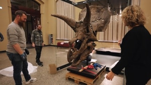 Det store kranie er blevet pakket ned på det naturhistoriske museum i Berlin, og flytter nu til Danmark. Foto: Knuthenborg Safaripark/Evolutionsmuseet