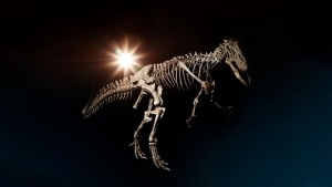 At finde mere end 95 procent af et omkring 155 millioner år gammelt skelet er lidt af en sensation. I fremtiden vil skelettet kunne opleves i Knuthenborg Safaripark. Foto: Knuthenborg Safaripark